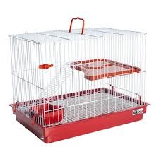 G HAMSTER PORQ INDIA/CHINCH VERM